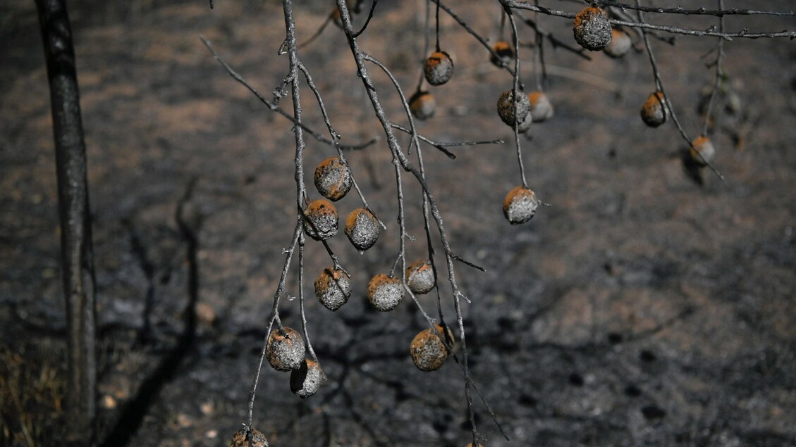 Incendi in Grecia © ANSA/AFP