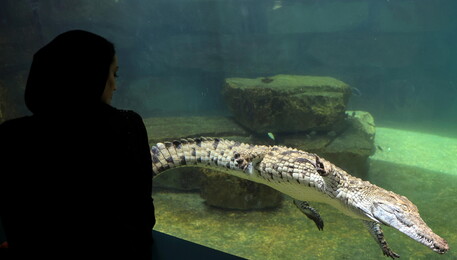 Opening of the Dubai Crocodile Park (ANSA)