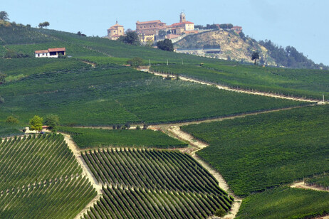 Vini piemontesi, salva qualità dopo vendemmia difficilissima