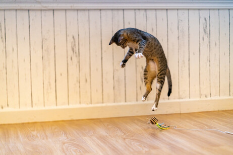 Un gatto in azione giocando fa un salto in alto! foto iStock.