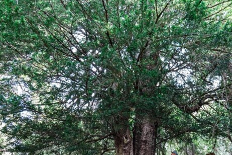 Il tasso de Matàri in Sardegna albero dell'anno 2024