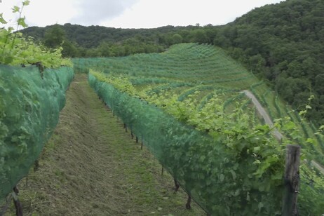 Il Cammino del Prosecco, guidati da GPS tra orizzonti e sapori