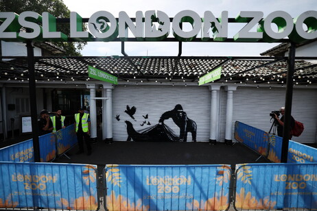 Banksy, la nona opera è un gorilla allo zoo di Londra