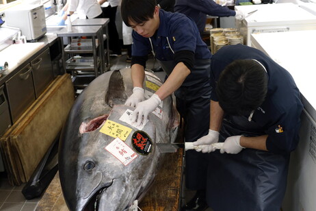 A bluefin tuna fetches 1.3 million US dollar at annual New Year's first auction