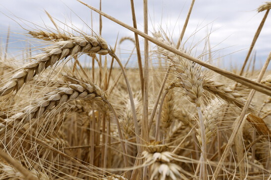 Fondo grano duro 2024, dal ministero dell'Agricoltura altri 20 milioni