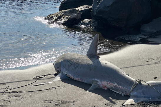 Uno squalo volpe trovato spiaggiato su una spiaggia della Campania