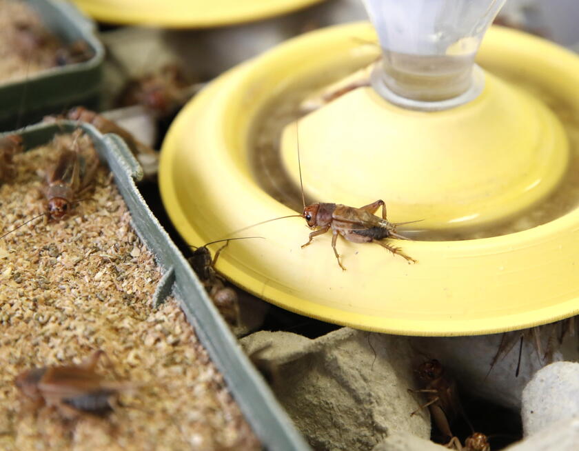 First certified insects farm in Croatia © ANSA/EPA