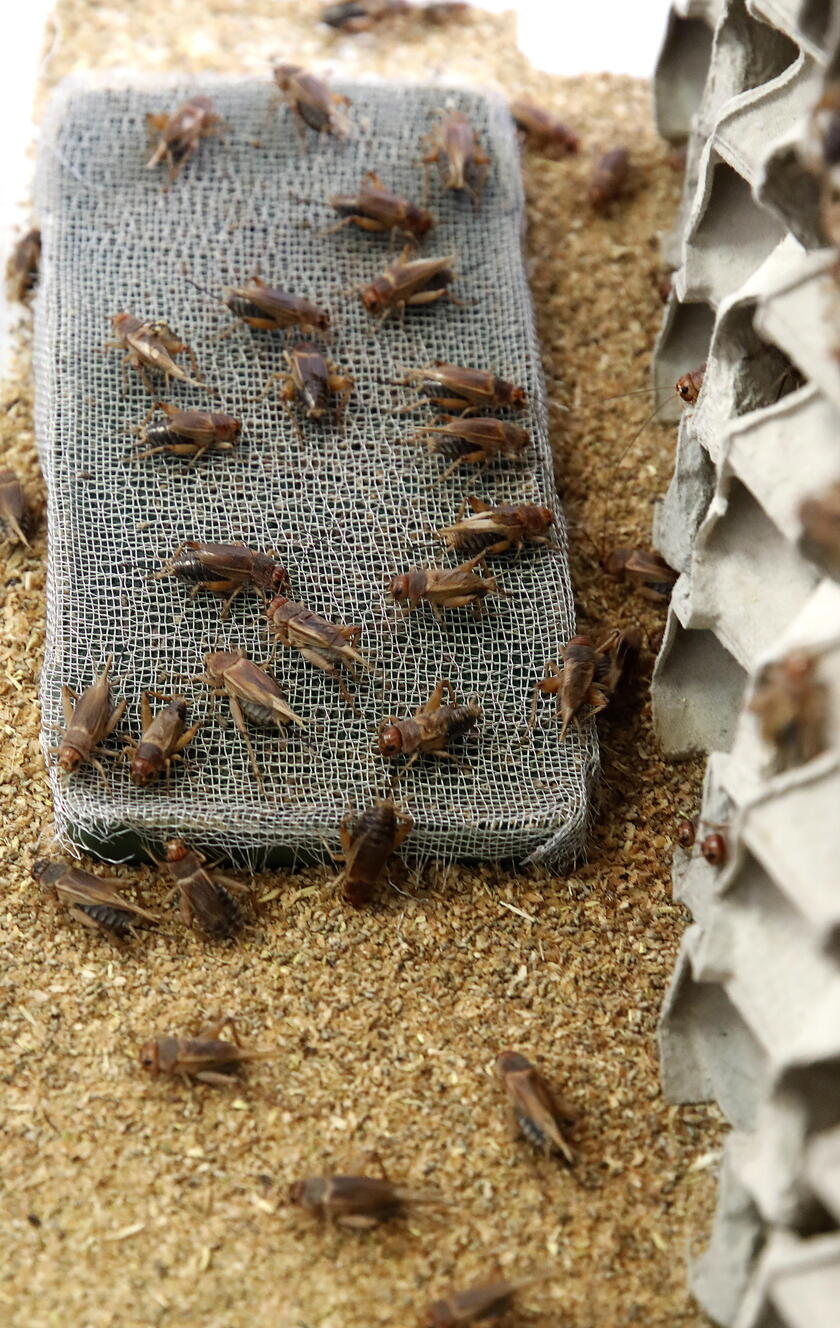 First certified insects farm in Croatia © ANSA/EPA