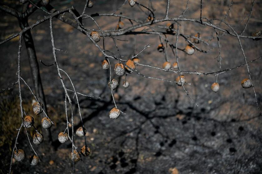 Incendi in Grecia © ANSA/AFP