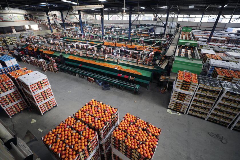 Oranges production in Egypt © ANSA/EPA