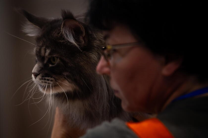 World Cat Federation show in Budapest