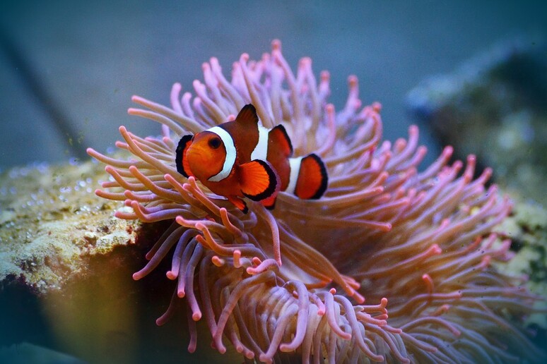 Un pesce pagliaccio nascosto in un anemone di mare (fonte: pixabay) -     RIPRODUZIONE RISERVATA