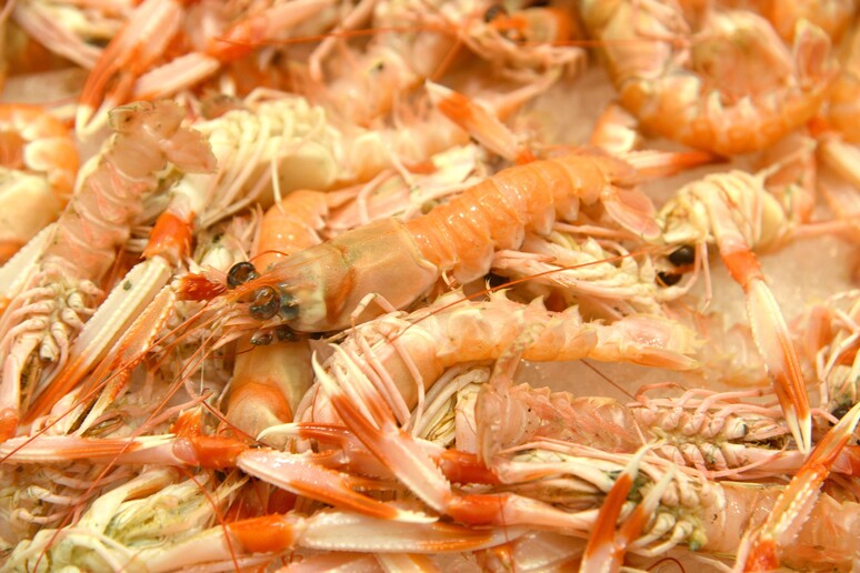 Naselli e scampi a rischio, pesca eccessiva anche in Italia - RIPRODUZIONE RISERVATA