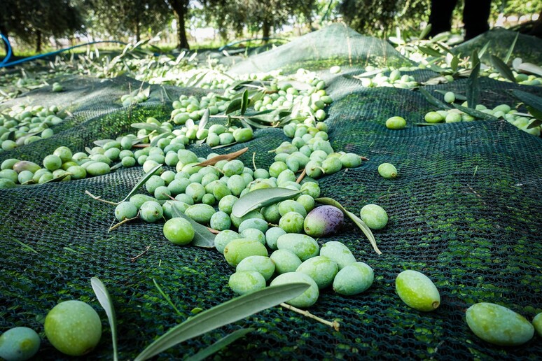 - RIPRODUZIONE RISERVATA