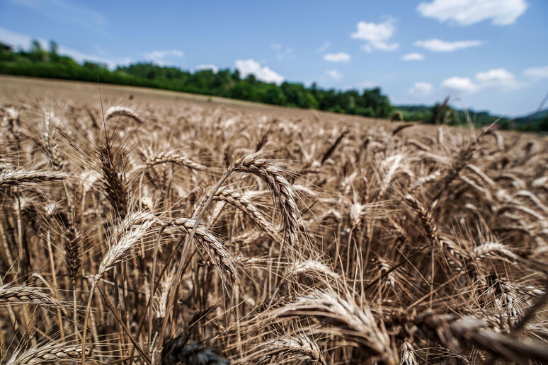 - RIPRODUZIONE RISERVATA