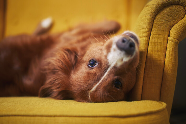 Un cane a pancia in su sulla poltrona. foto iStock. - RIPRODUZIONE RISERVATA