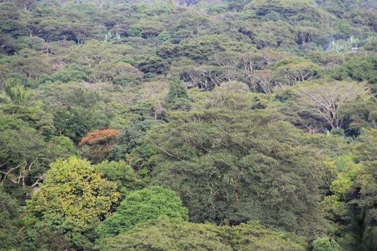 Paesi Ue a favore del rinvio della legge contro la deforestazione - RIPRODUZIONE RISERVATA