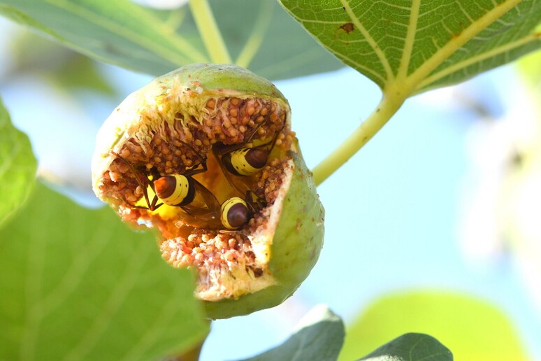 Tre vespe orientali si nutrono in un fico maturo (fonte: Eran Levin) - RIPRODUZIONE RISERVATA