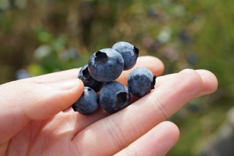 I mirtilli devono il loro colore blu a microstrutture cristalline sulla buccia che riflettono la luce (fonte: Rox Middleton) -     RIPRODUZIONE RISERVATA