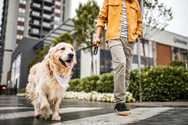 Una persona con il cane cammina in un cortile foto iStock. - RIPRODUZIONE RISERVATA