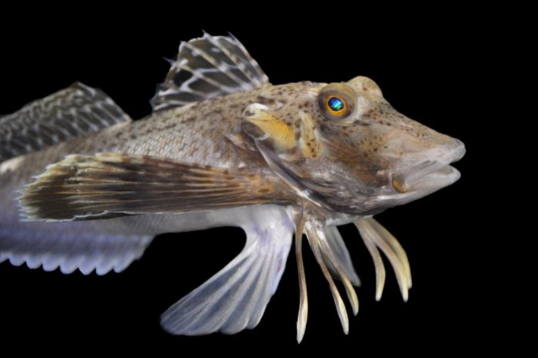 Le zampe di alcune specie di gallinelle di mare, come Prionotus carolinus, sono ricoperte di papille sensoriali (fonte:&nbsp;Anik Grearson) - RIPRODUZIONE RISERVATA